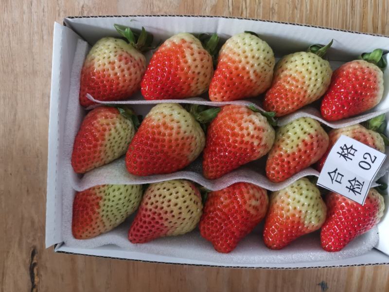 四川草莓奶油草莓冬草莓甜草莓货源充足欢迎联系