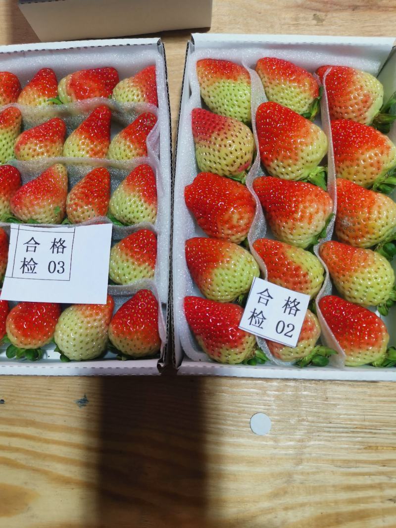 四川草莓奶油草莓冬草莓甜草莓货源充足欢迎联系