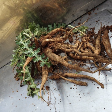 福建本地紫花大蓟、猪母刺现货常年供应，有需要的速度联系。