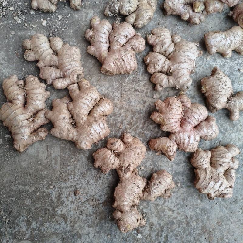 大量生姜有货