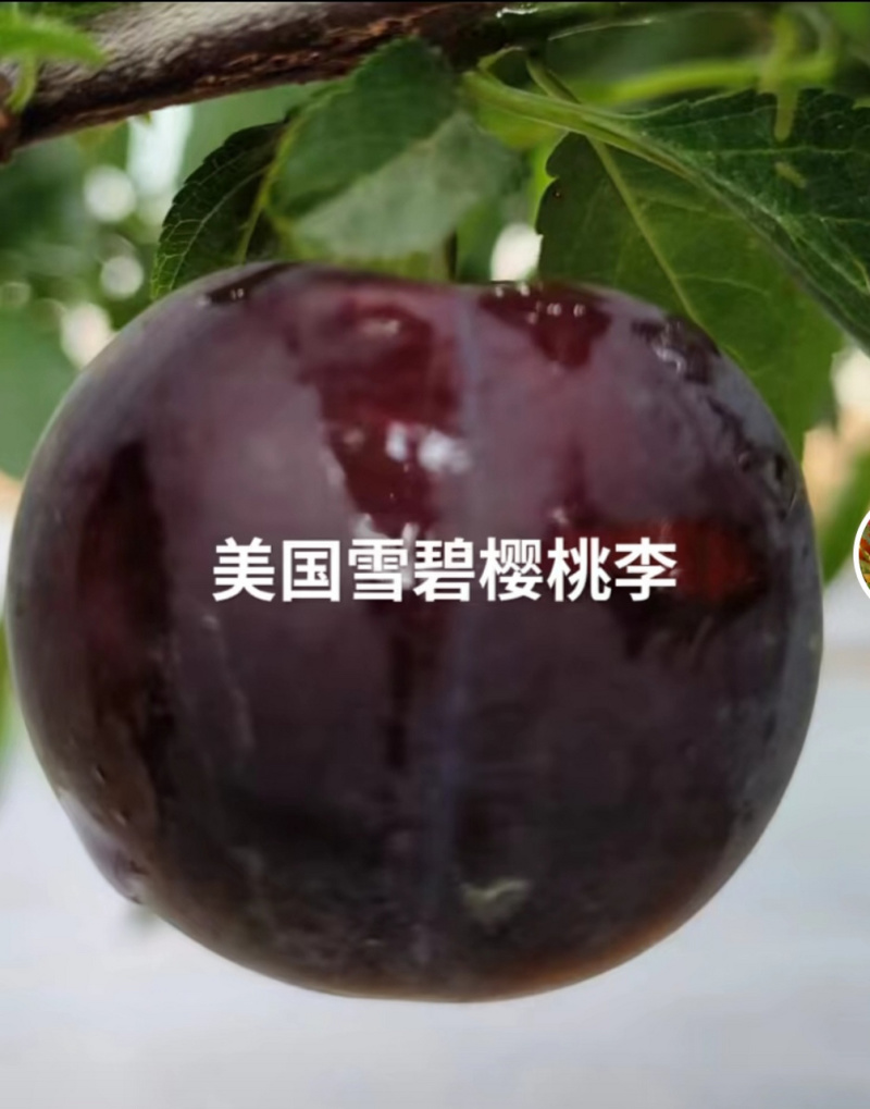 樱桃李，小仙子樱桃李，智利太阳李，美国樱桃李，高收益