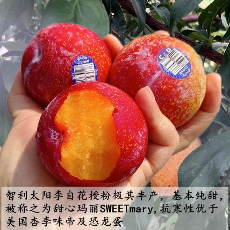 樱桃李，小仙子樱桃李，智利太阳李，美国樱桃李，高收益
