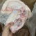 优质牛鞭宝鲁西黄牛屠宰分割厂家直销