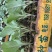 精品松花菜苗