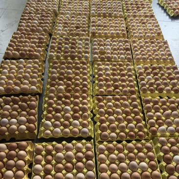 双色土鸡蛋新杨黑粉八品种杂蛋混装活动送礼促销饭店使用精品