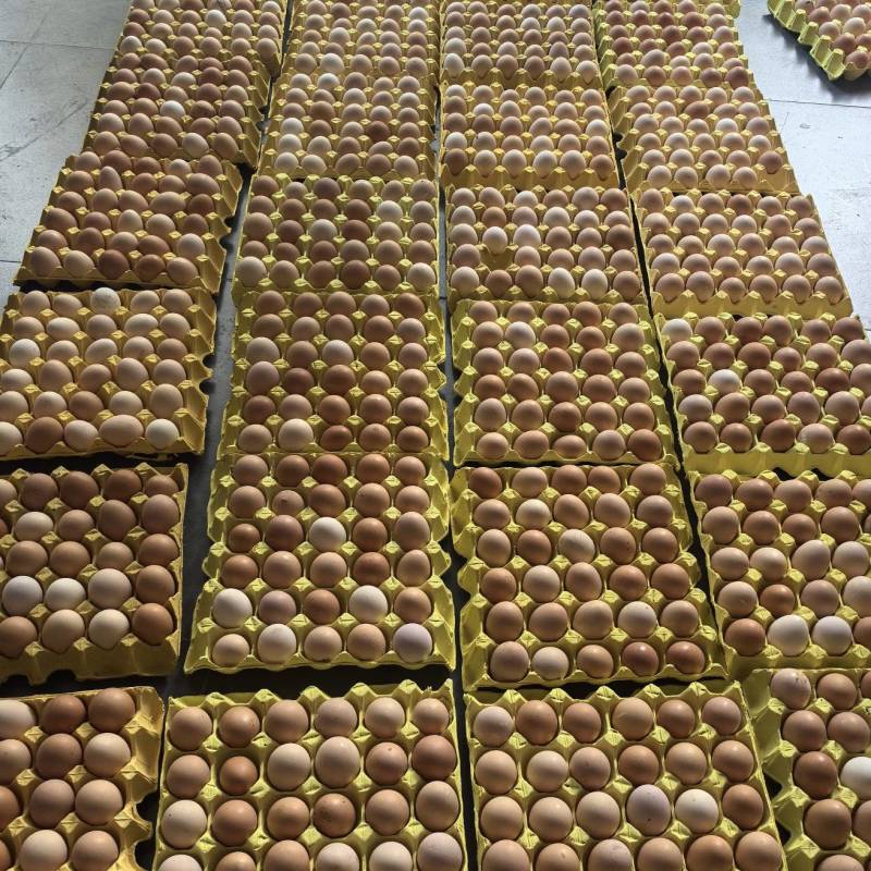 双色土鸡蛋新杨黑粉八品种杂蛋混装活动送礼促销饭店使用精品