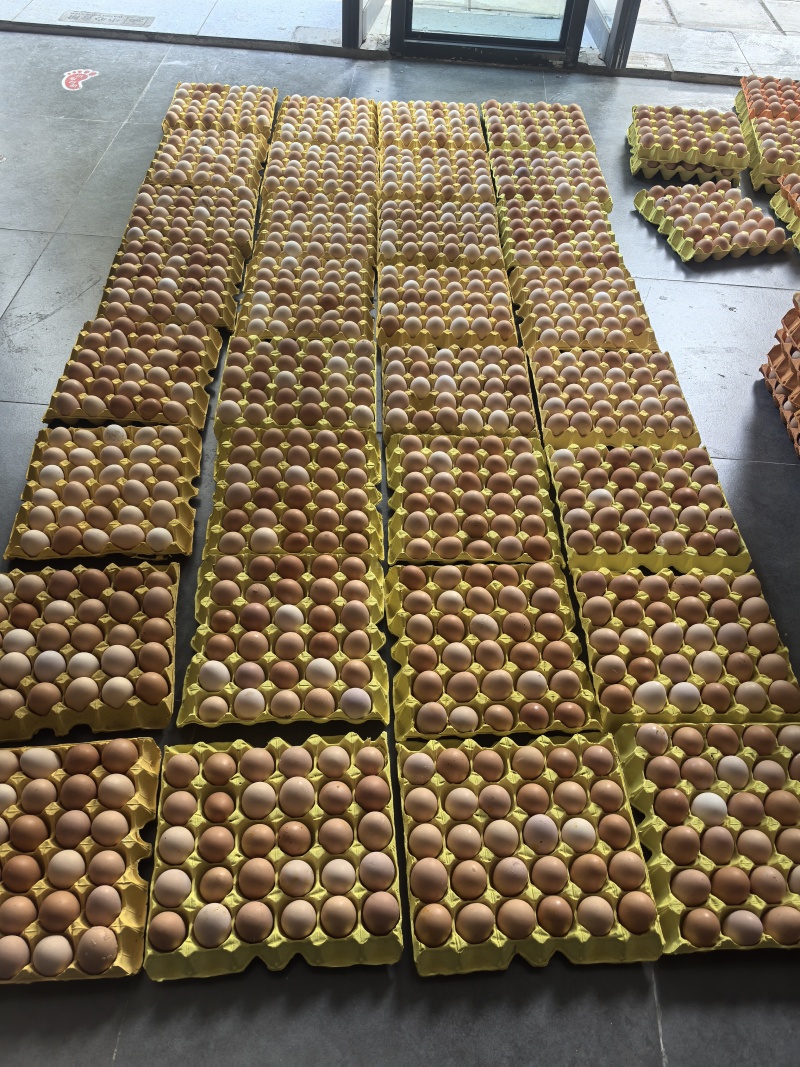 双色土鸡蛋新杨黑粉八品种杂蛋混装活动送礼促销饭店使用精品