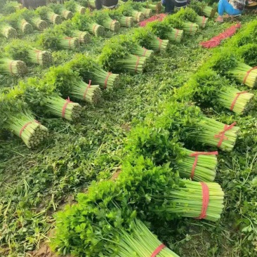 【优质】芹菜大量供应产地直发
