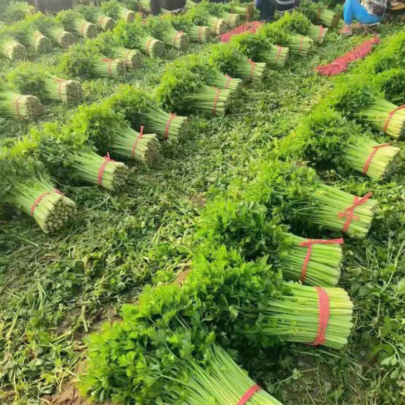 【优质】芹菜大量供应产地直发