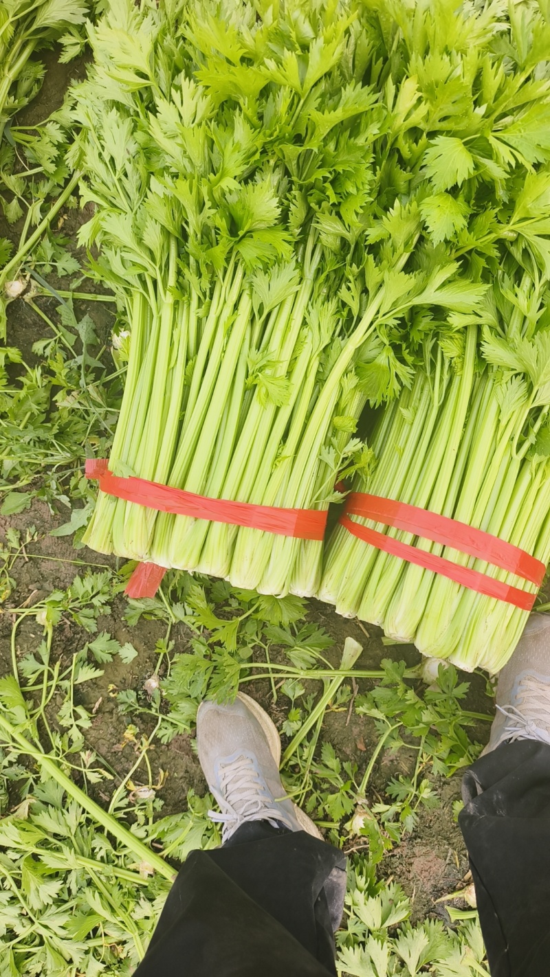 【优质】芹菜大量供应产地直发