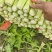 【精选】西芹，法国皇后西菜，山东芹菜主产地基地！代发全国
