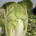 玉田黄心菜（鱼嘴）