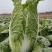 玉田黄心菜（鱼嘴）