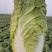 玉田黄心菜（鱼嘴）
