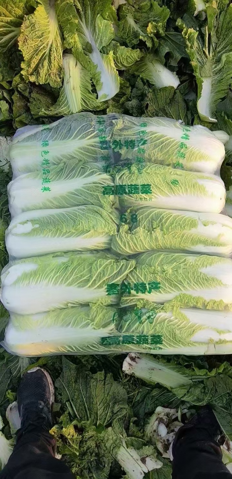 玉田大白菜北京三号菜支持各种包装