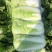 玉田大白菜北京三号菜支持各种包装