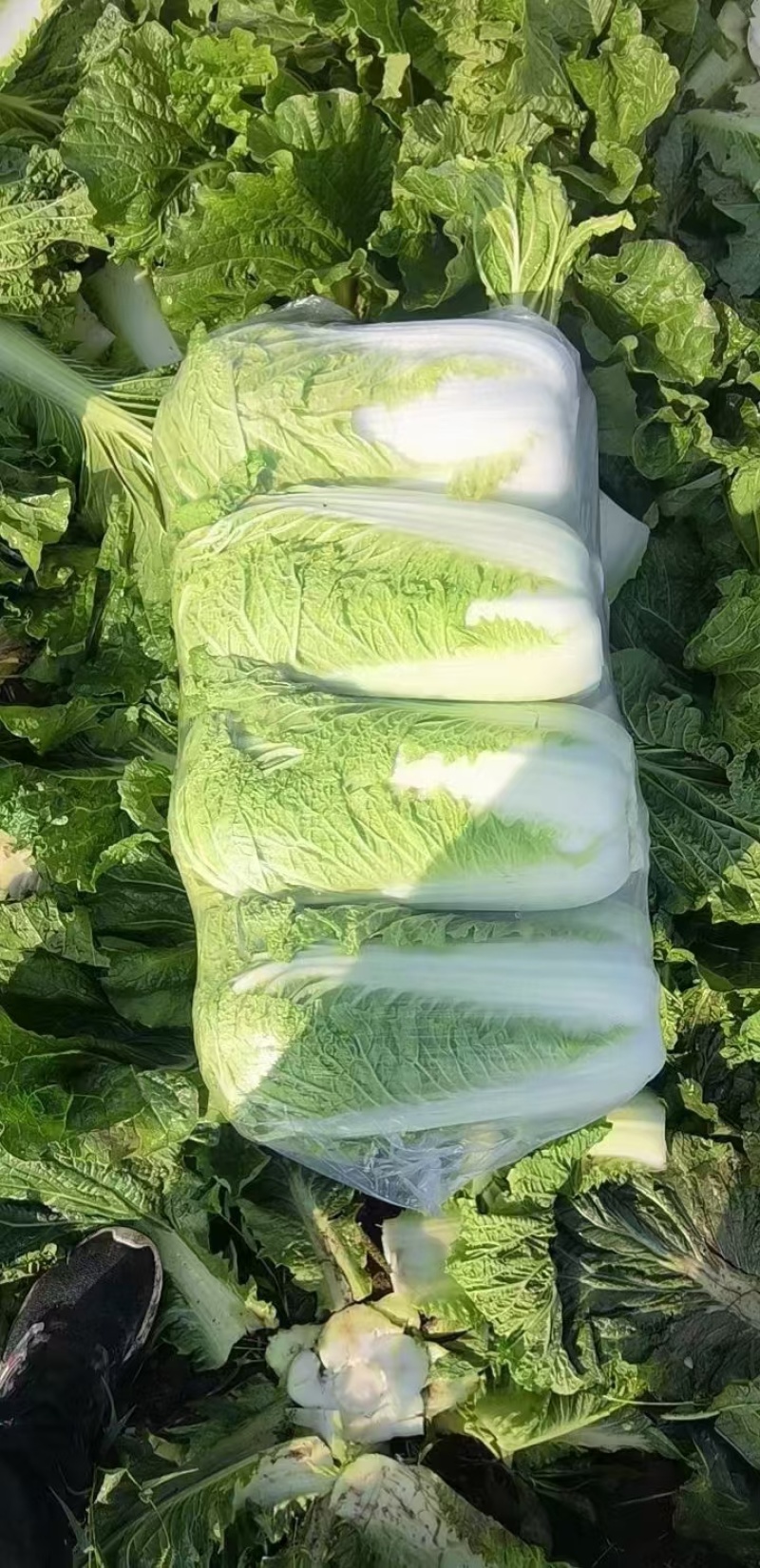 玉田大白菜北京三号菜支持各种包装