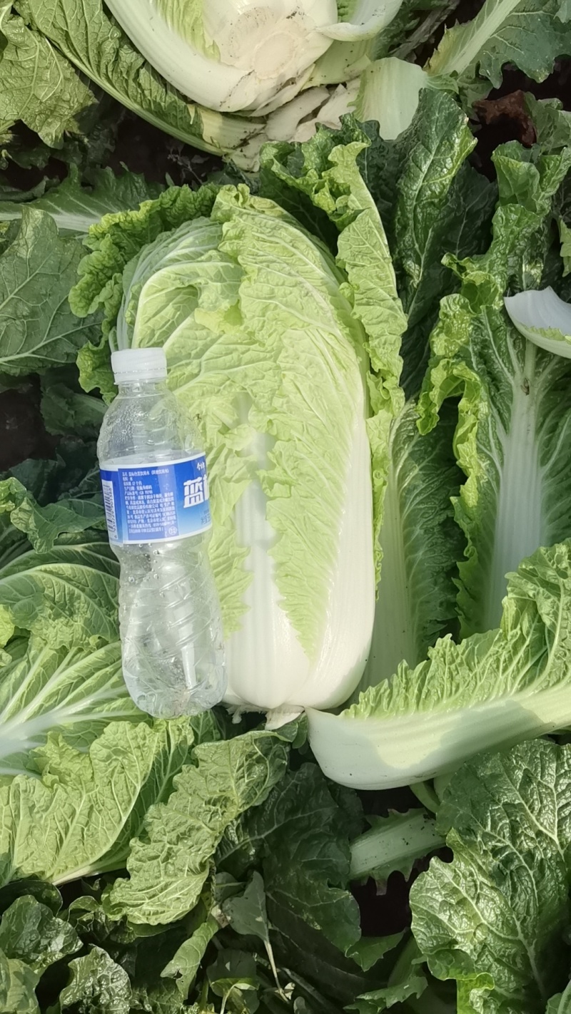 玉田大白菜北京三号菜支持各种包装