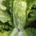 玉田大白菜北京三号菜支持各种包装