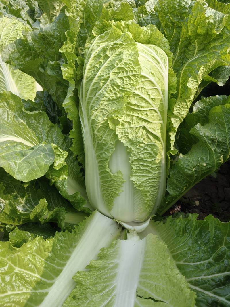 玉田大白菜北京三号菜支持各种包装