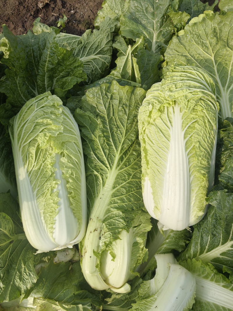 玉田大白菜北京三号菜支持各种包装