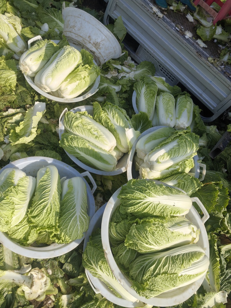玉田大白菜北京三号菜支持各种包装