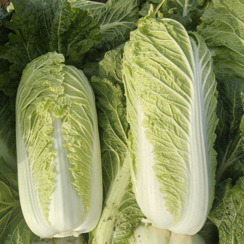 玉田大白菜北京三号菜支持各种包装