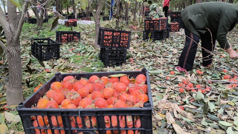 小竹柿小火罐柿大量上市。对接各大市场和超市，全国发