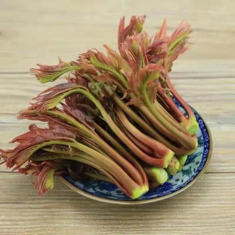 红油香椿种子香椿籽香椿种子