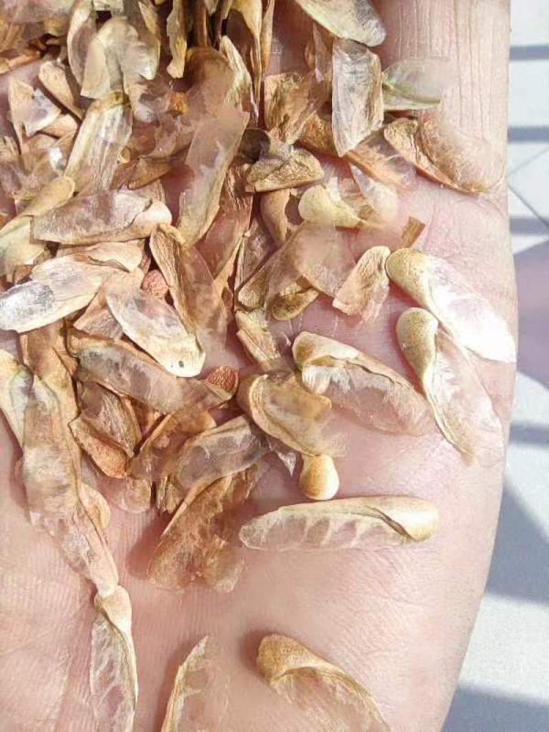 红油香椿种子香椿籽香椿种子