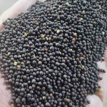 高含油菜籽