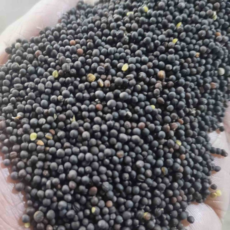高含油菜籽