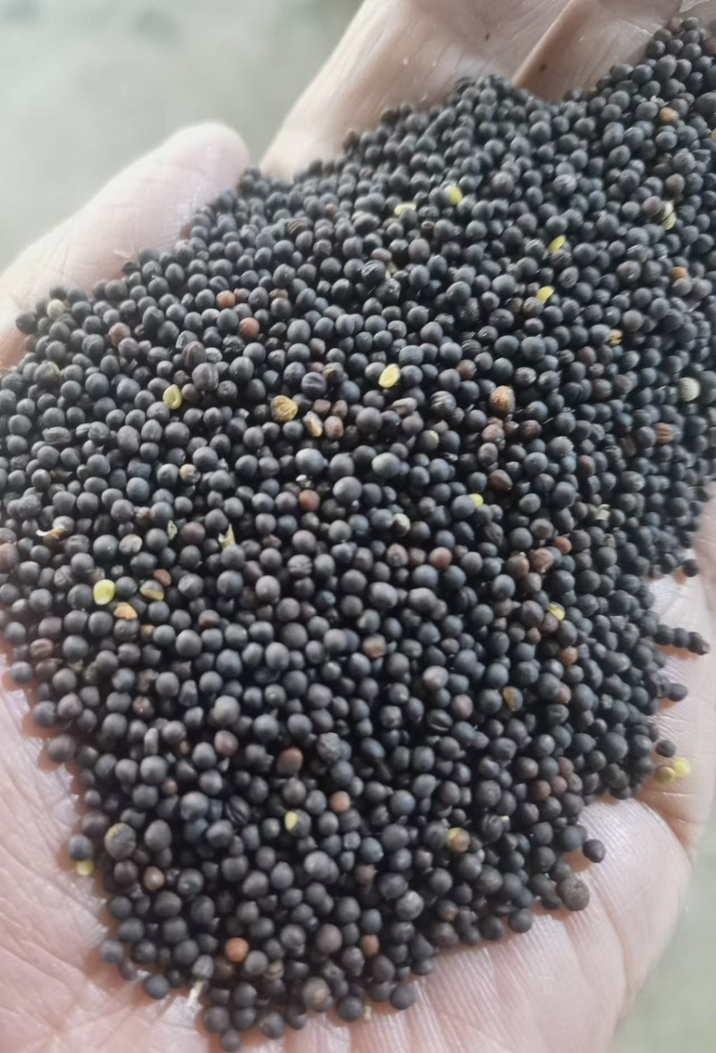 高含油菜籽