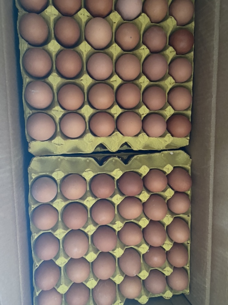 精品鸡蛋红壳蛋品质保证产地直发可视频看货