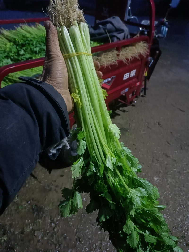 芹菜，怀远香芹大量上市，有需要的老板联系，