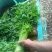 芹菜，怀远香芹大量上市，有需要的老板联系，
