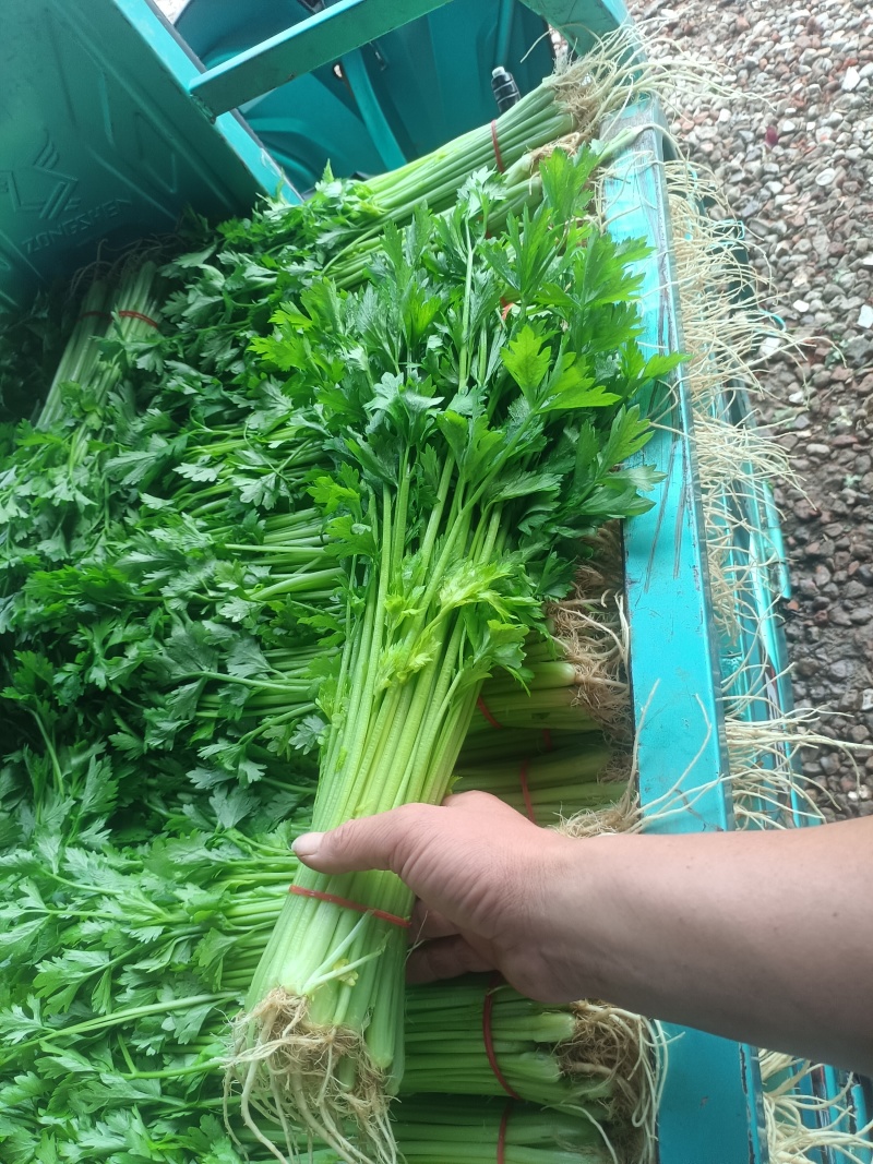 芹菜，怀远香芹大量上市，有需要的老板联系，