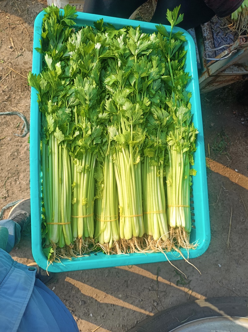芹菜，怀远香芹大量上市，有需要的老板联系，