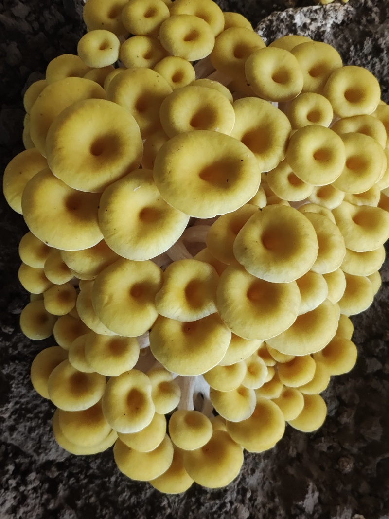 食用菌种，榆黄菇（鸡油菌）原种麦粒木屑麸皮为原料