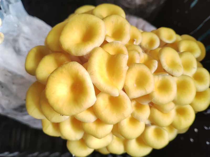 食用菌种，榆黄菇（鸡油菌）原种麦粒木屑麸皮为原料