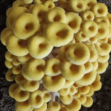食用菌种，榆黄菇（鸡油菌）原种麦粒木屑麸皮为原料