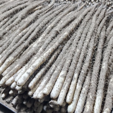 小白嘴双棒麻山药大量现货