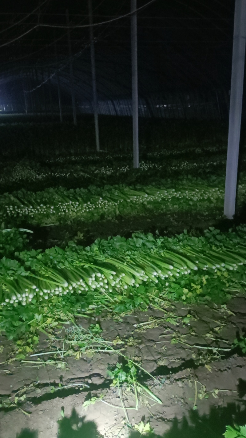 山东芹菜，五指，中粗细，物美价廉，货源充足
