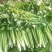 山东芹菜，五指，中粗细，物美价廉，货源充足