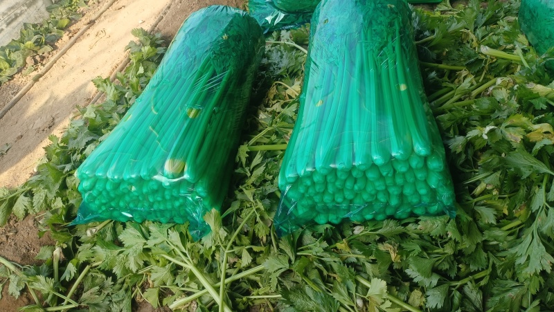山东芹菜，五指，中粗细，物美价廉，货源充足