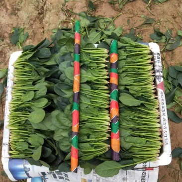 精品大叶菠菜已上市