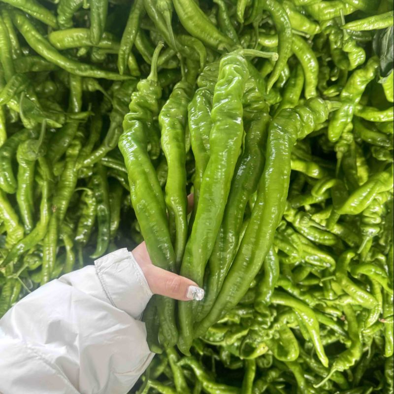 螺丝椒大量上市，品质保障，全国发货欢迎老板电话联系
