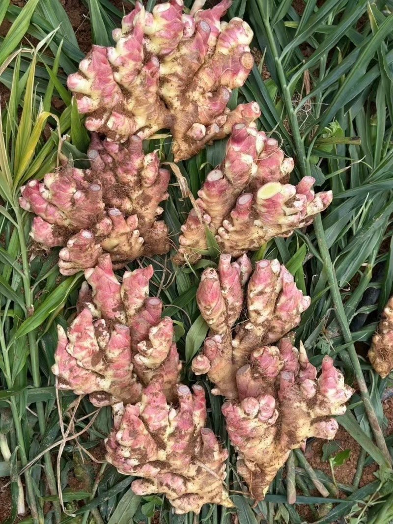 红芽小姜红芽鲜姜大量现货小姜鲜姜产地批发一手货源
