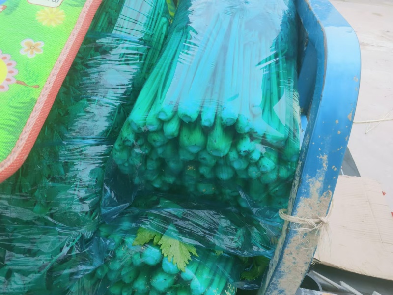 玻璃翠西芹陆地大棚精细种植品质保证代发全国