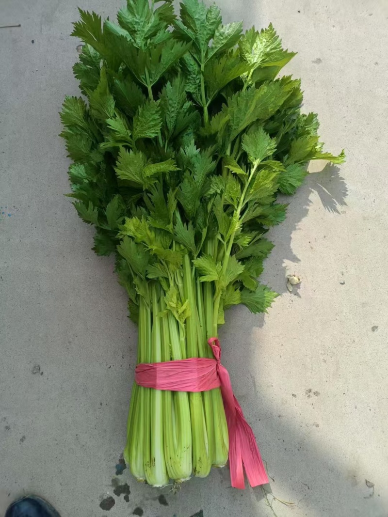 玻璃翠西芹陆地大棚精细种植品质保证代发全国